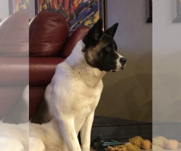 Medium Photo #1  Breeder Profile in MUNROE FALLS, OH, USA