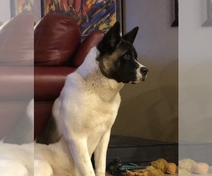 Akita Dog Breeder near MUNROE FALLS, OH, USA