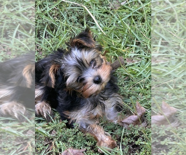 Medium Photo #2  Breeder Profile in BROOKHAVEN, MS, USA