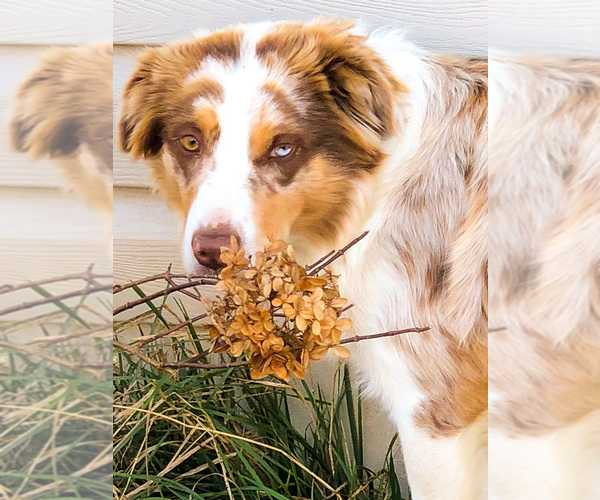 Medium Photo #1  Breeder Profile in DIETERICH, IL, USA