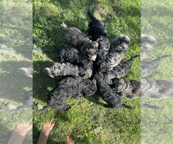 Medium Photo #1  Breeder Profile in CAMDEN, TN, USA