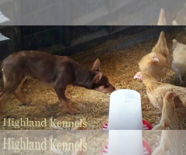 Medium Photo #36  Breeder Profile in CAMAS, WA, USA