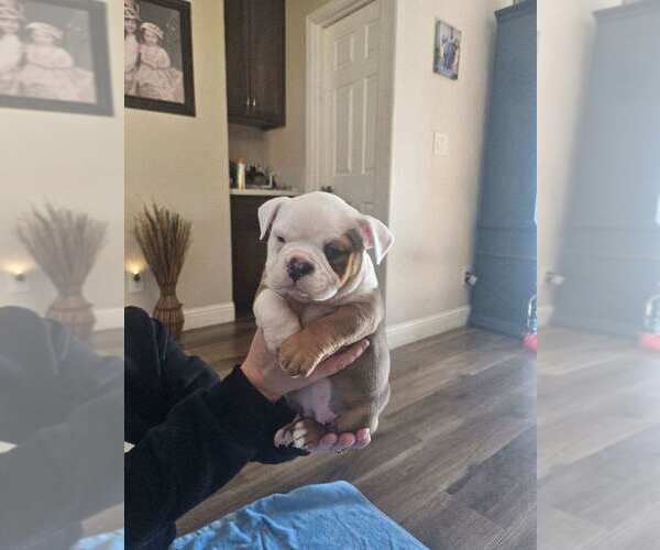 Medium Photo #1  Breeder Profile in YUBA CITY, CA, USA