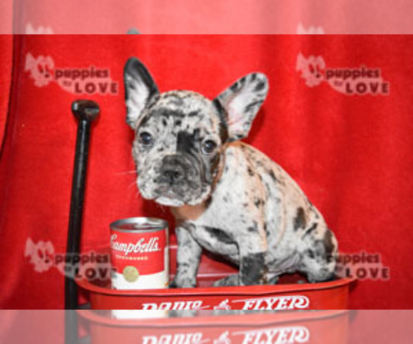 Medium Photo #1  Breeder Profile in SANGER, TX, USA