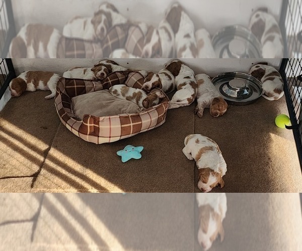 Medium Photo #11  Breeder Profile in HORTENSE, GA, USA