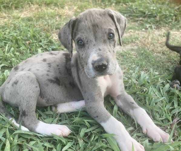 Medium Photo #1  Breeder Profile in FORESTBURG, TX, USA