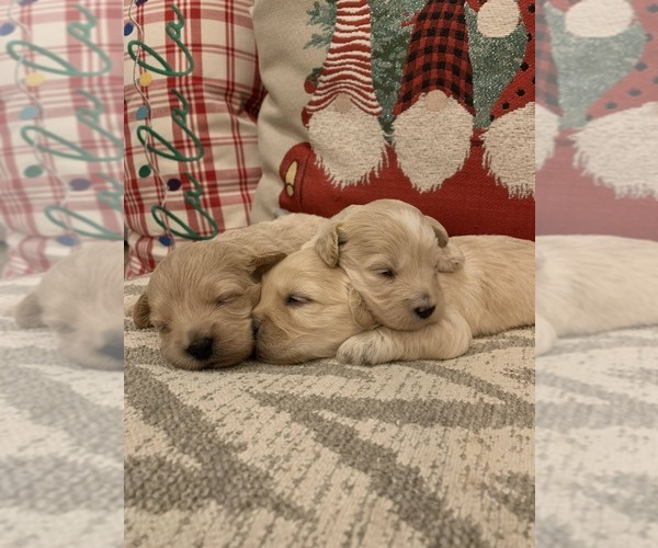 Medium Photo #1  Breeder Profile in NAMPA, ID, USA
