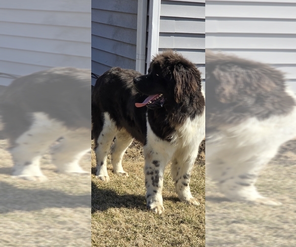 Medium Photo #73  Breeder Profile in TILTON, IL, USA