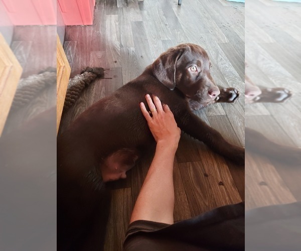 Medium Photo #2  Breeder Profile in ZEPHYRHILLS, FL, USA