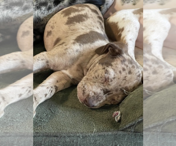 Medium Photo #17  Breeder Profile in WESTFIELD, NC, USA