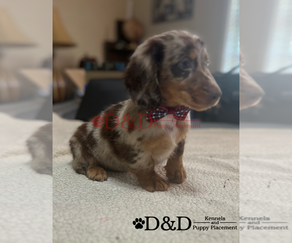 Medium Photo #8  Breeder Profile in RIPLEY, MS, USA