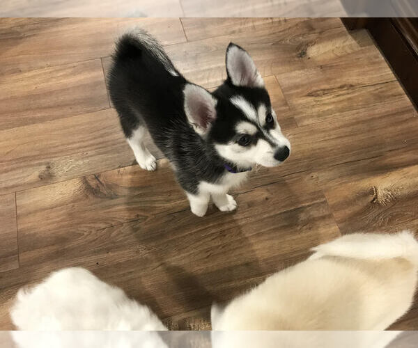 Medium Photo #4  Breeder Profile in OCALA, FL, USA
