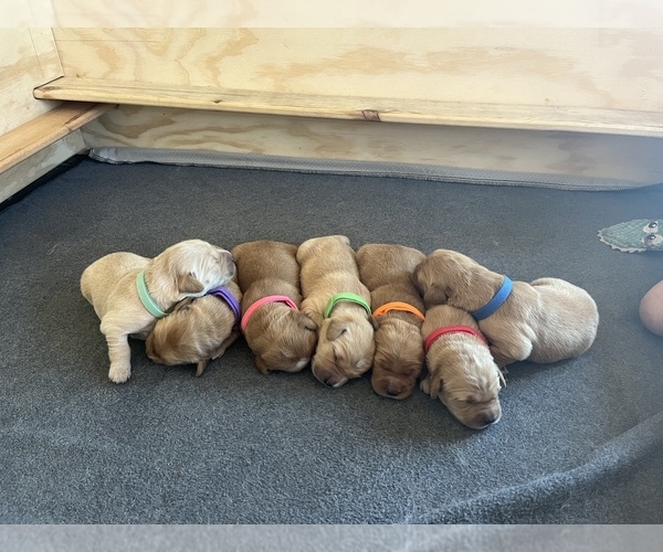 Medium Photo #1  Breeder Profile in LAPORTE, CO, USA