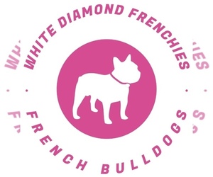 French Bulldog Dog Breeder near CARLSBAD, NM, USA