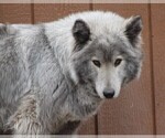 Small Photo #3  Breeder Profile in SAINT IGNATIUS, MT, USA