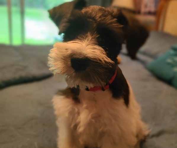 Medium Photo #17  Breeder Profile in LUFKIN, TX, USA