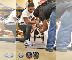 American Bully Dog Breeder near PROSPERITY, SC, USA