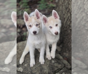 Siberian Husky Dog Breeder near STANHOPE, NJ, USA