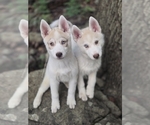 Small breeder photo