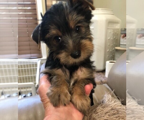 Medium Photo #3  Breeder Profile in CHESAPEAKE, VA, USA