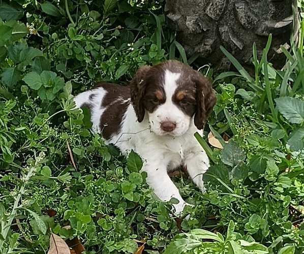 Medium Photo #1  Breeder Profile in BROOKSVILLE, FL, USA