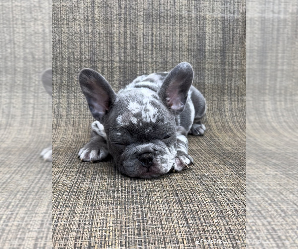 Medium Photo #1  Breeder Profile in HOUSTON, TX, USA