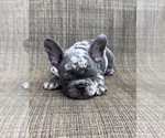 Small breeder photo