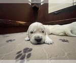 Small #13 Breeder Profile image