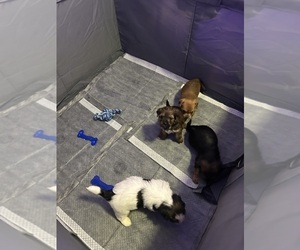 Dorkie-Shorkie Tzu Mix Dog Breeder near LANCASTER, PA, USA