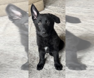German Shepherd Dog Dog Breeder near LEWIS CENTER, OH, USA