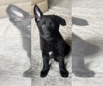 Small breeder photo
