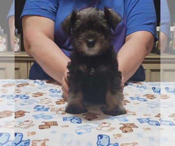 Medium Photo #9  Breeder Profile in O FALLON, IL, USA