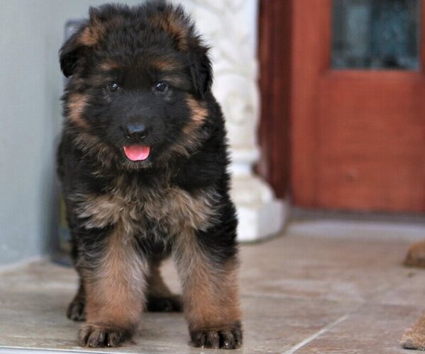 Medium Photo #1  Breeder Profile in AURORA, CO, USA