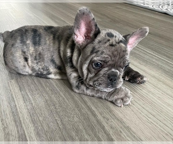 Medium Photo #1  Breeder Profile in CHULA VISTA, CA, USA
