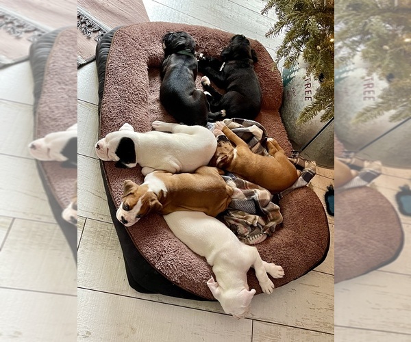 Medium Photo #9  Breeder Profile in MIAMI, FL, USA