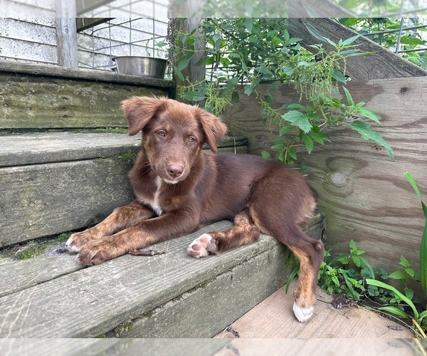 Medium Photo #5  Breeder Profile in BLUE RIVER, WI, USA