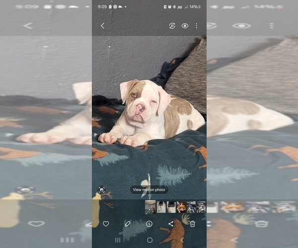 Medium Photo #4  Breeder Profile in JASPER, GA, USA