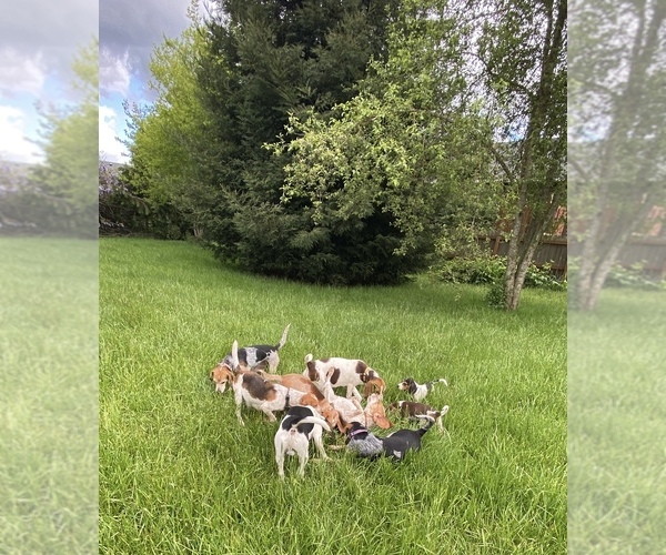 Medium Photo #2  Breeder Profile in BROWNSVILLE, OR, USA