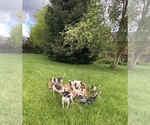 Small #1 Breeder Profile image