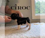 Small Photo #8  Breeder Profile in LINDENTREE, OH, USA