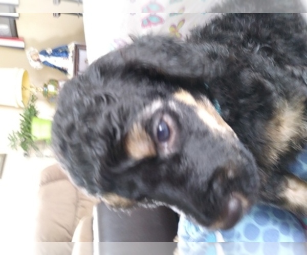 Medium Photo #1  Breeder Profile in BILLINGS, MT, USA