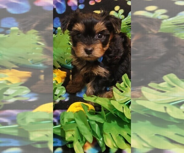 Medium Photo #198  Breeder Profile in AKRON, OH, USA