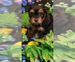 Small #197 Breeder Profile image