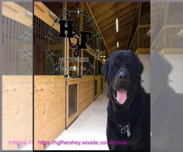 Medium Photo #1  Breeder Profile in HERSHEY, PA, USA