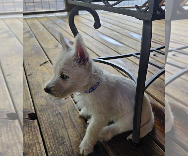 Medium Photo #11  Breeder Profile in TALLASSEE, AL, USA