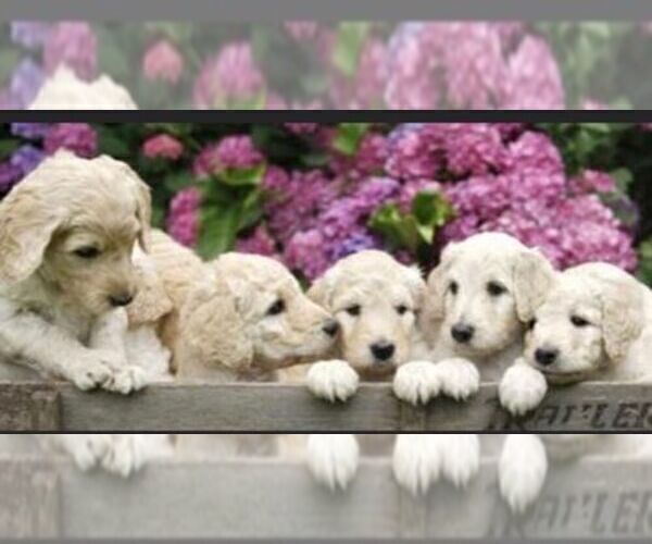 Medium Photo #1  Breeder Profile in EAGLE RIVER, AK, USA