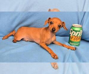 Medium Breeder Profile Photo