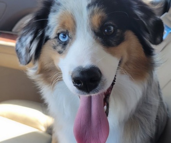 Medium Photo #20  Breeder Profile in AMERICUS, KS, USA