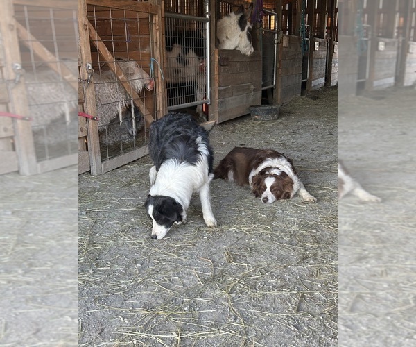Medium Photo #2  Breeder Profile in QUAKER CITY, OH, USA