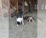 Small #1 Breeder Profile image